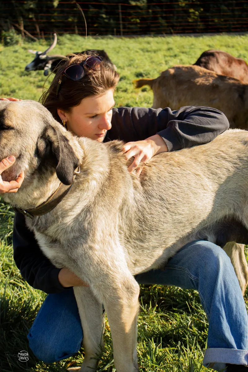Laurie Martin, ostéopathe animalier en PACA, pratiquant une séance sur un chien